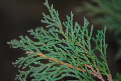 Microbiota decussata - mikrobiota křížolistá- větévka